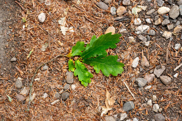 Branch with oak leaves on the ground after a storm ripped it of a tree in the Netherlands.