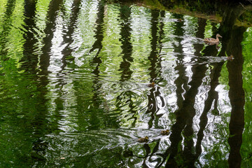 Ducklings swimming with mother duck in pond with trees reflecting of the water.