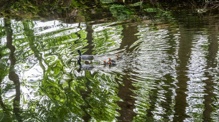 Common coot with youngsters in a pond in The Netherlands near Loenen.