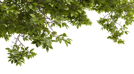 Obraz premium Large tree branches and foliage leaves on top border 3d render png