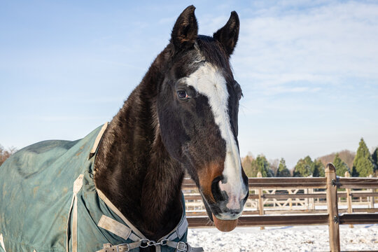Portrait eines alten, dunkelbraunen Pferdes mit heraushängender Zunge im Winter auf dem paddock