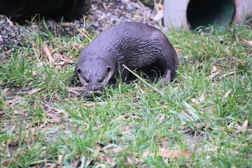 A close up of an Otter
