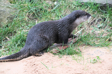 A close up of an Otter