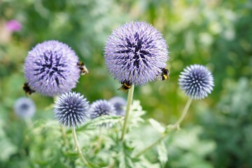 Zierlauch mit Erdhummel
