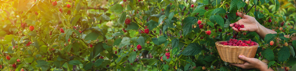 A woman harvests raspberries in the garden. Selective focus.