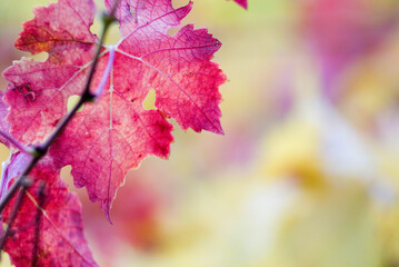 pink autumn leaf on a grapevine, Cinque Terre, Liguria, Italy