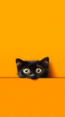 Surprised Cute Black Kitten Above Orange, Background Image for Cellphone, Mobile Phone, Ios, Android