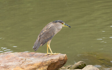 Bird in the water