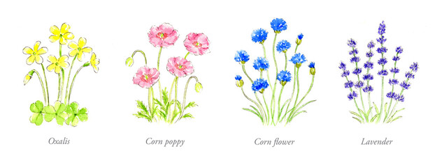 ワンポイントに使える花の手描き水彩イラスト
