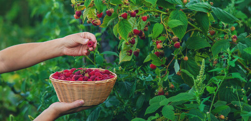 A woman harvests raspberries in the garden. Selective focus.