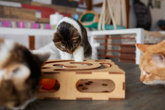 A little kitten plays with an interactive handmade toy. Cardboard box with holes