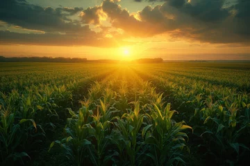 Fotobehang Amidst the golden prairie, a vibrant field of corn basks in the warm glow of the setting sun, a testament to the beauty and bounty of nature's harvest © familymedia