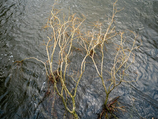 A small, leafless tree in that has been blown into a river due to recent harsh winter storms
