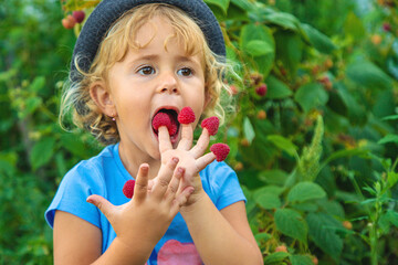 A child picks raspberries in the garden. Selective focus.