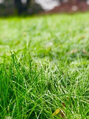 Fototapeta premium green grass background