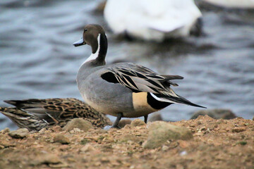 A close up of a Pintail Duck