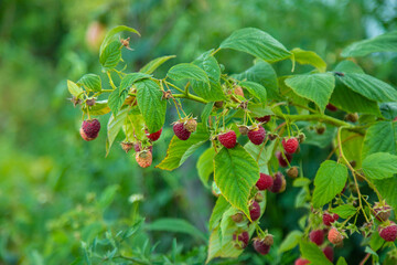Ripe raspberries in the garden. Selective focus.