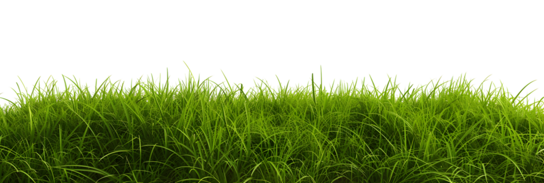 Natural fresh green grass cut out backgrounds 3d rendering