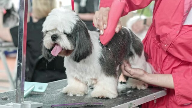 A woman's hand with a hair clipper cuts a shih tzu dog in an animal care salon
