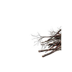 Collection of Wooden Twigs and Stems on White Background