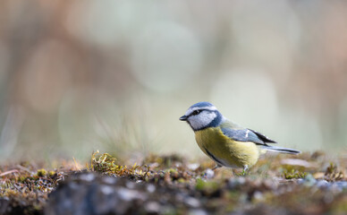 Mésange bleue (Parus caeruleus) posée sur un vieux muret en pierre