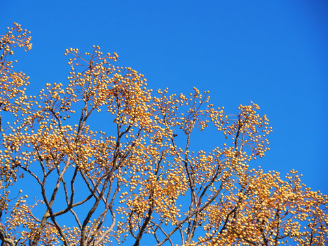 melia azedarach, chinaberry treeand azure sky