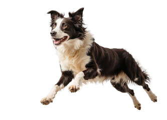 A graceful border collie leaping joyfully, solid white and transparent background. generative AI