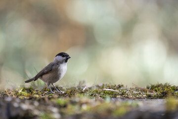 Mésange des marais ou mésange à tête noire (Poecile montanus) posée sur un vieux muret en pierre
