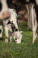 Ternera pastando en el campo