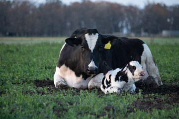 Vaca mirando de frente con su ternero  © CeliV