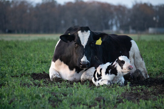 Vaca mirando de frente con su ternero 