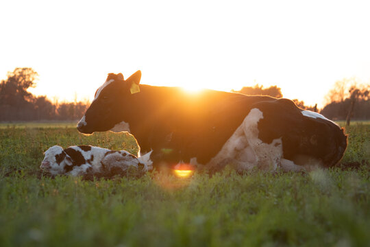 Vaca con ternero descansando al amanecer