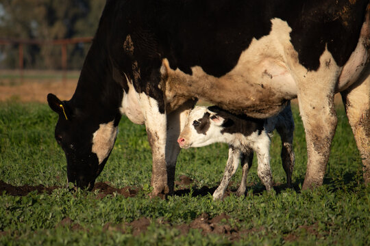 Vaca lechera con su cria
