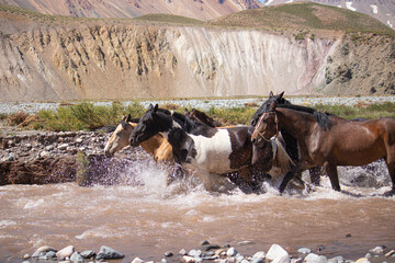 Caballos galopando por un rio en un paisaje de montaña