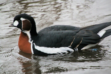 A close up of a Red Breasted Goose © Simon Edge