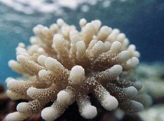 White coral underwater background