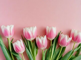 Pink tulips over pink background