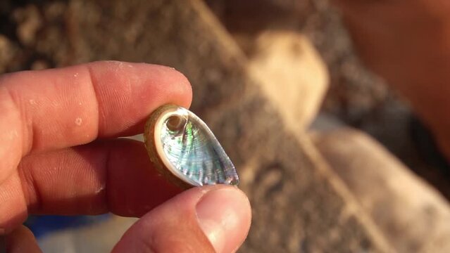 Man holding beautiful shiny seashell on the beach during golden hour, slow motion video