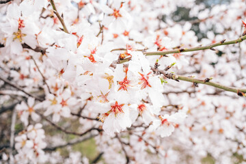 Almond Blossom. Closeup image of an almond blossom.