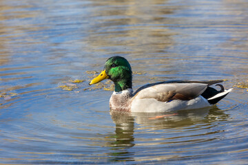 Close up of a mallard duck in a river