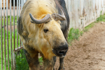 Takin is at the zoo. The life of animals in a cage for the entertainment of people. Care for rare species of animals.