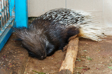 A crested porcupine at the zoo. The life of animals in a cage for the entertainment of people. Care for rare species of animals.