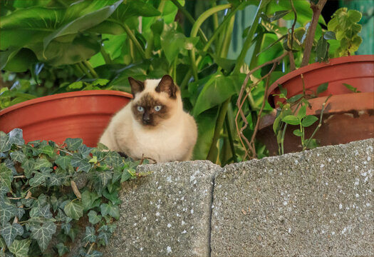Siamese cat with blue eyes looking outwards from a wall