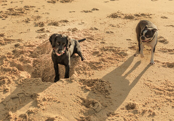 Two dogs one of them digging a hole on the beach