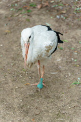 A white stork walks in the park. A big white bird in the zoo. A sick stork with a broken leg.