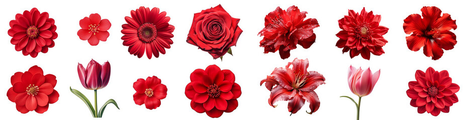 Various of red  flowers. Spring flower
dahlia, lily , tulip,   daisy, rose, gerbera, chrysanthemum isolated on white background