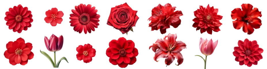 Zelfklevend Fotobehang Various of red  flowers. Spring flower dahlia, lily , tulip,   daisy, rose, gerbera, chrysanthemum isolated on white background © alesia0604