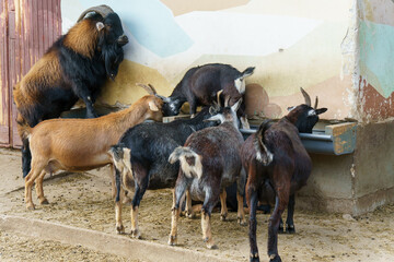 A domestic goat at the zoo during feeding. The life of animals in a cage for the entertainment of people. Care for rare species of animals.