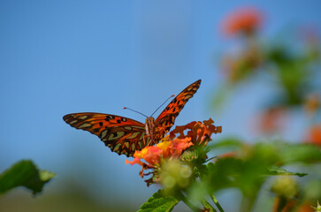 Butterfly on flower