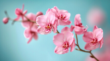 Fototapeta na wymiar Springtime Blooms: Pink and White Flowers on Branches, Fresh and Bright Floral Background in Nature
